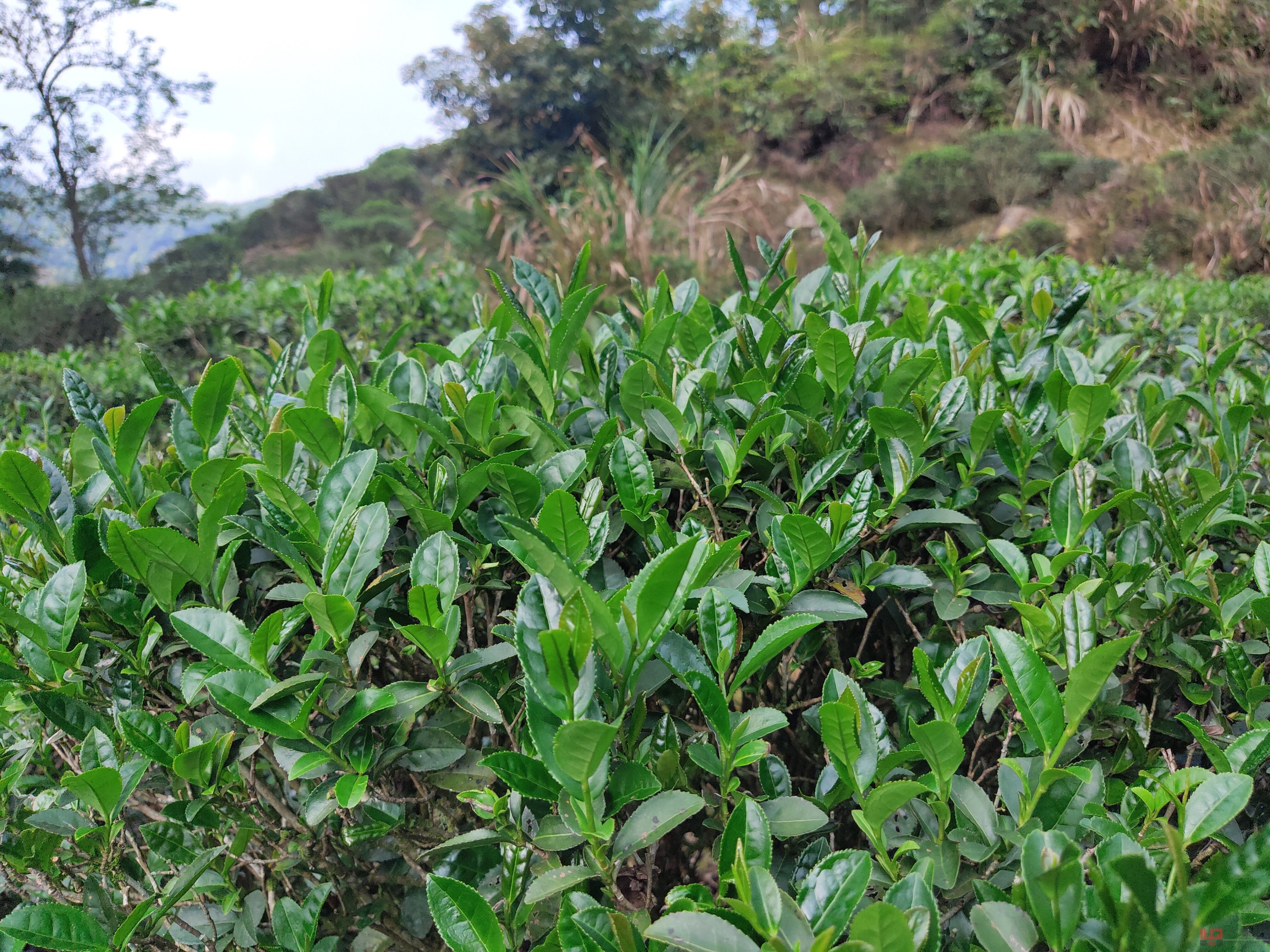 洋西坑百年生态古树茶园景观