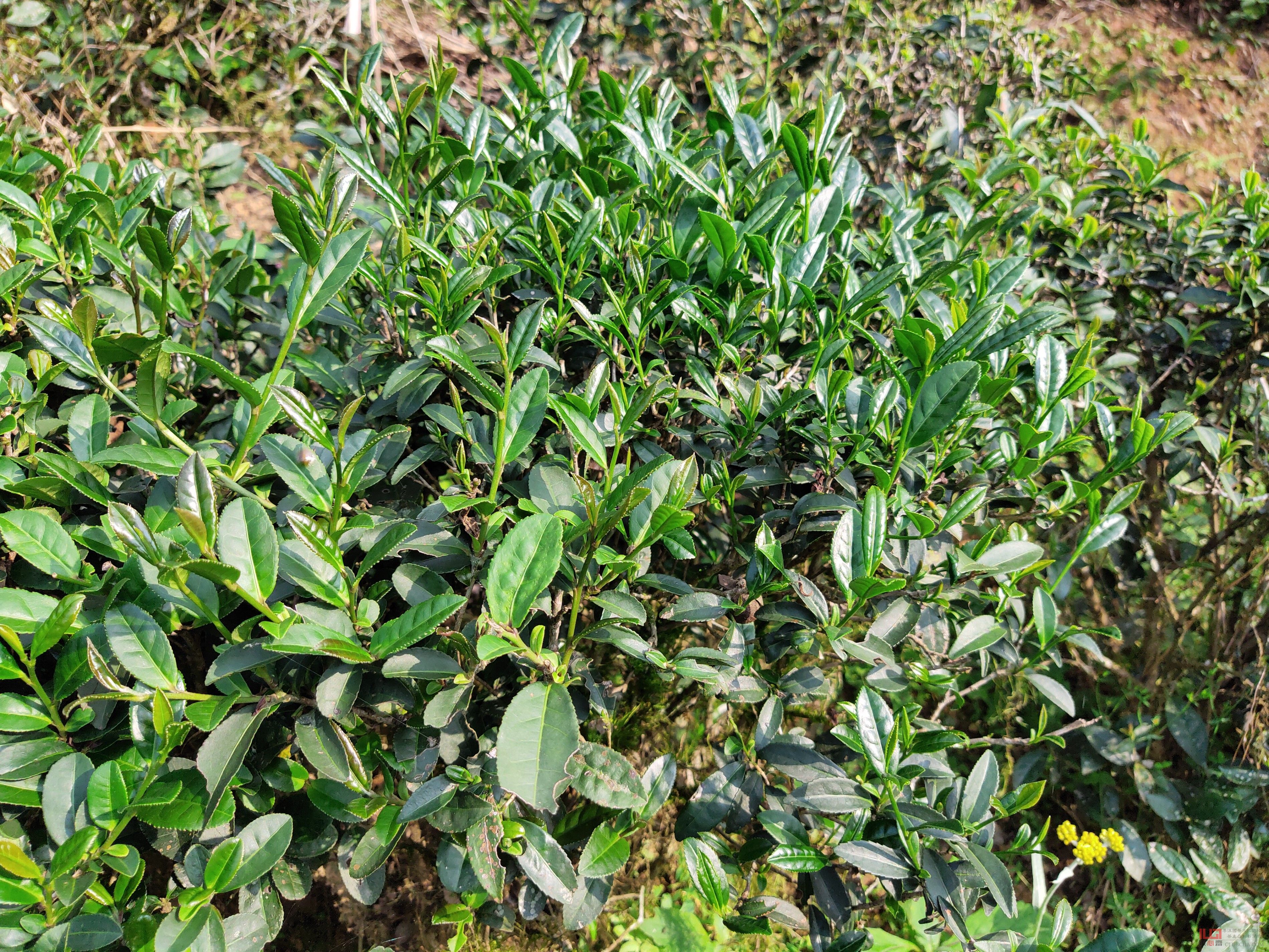 洋西坑百年生态古树茶园景观