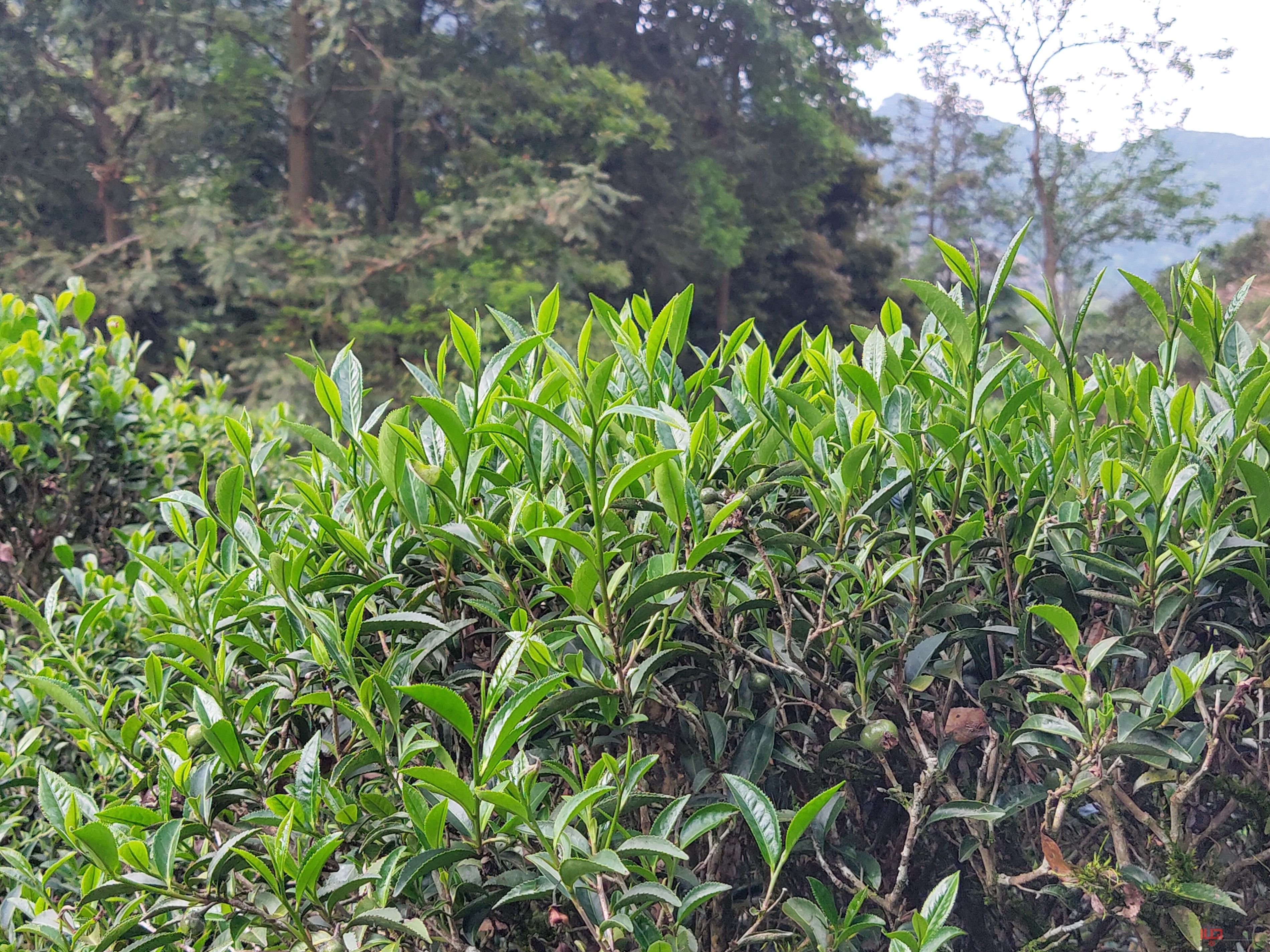 洋西坑百年生态古树茶园景观