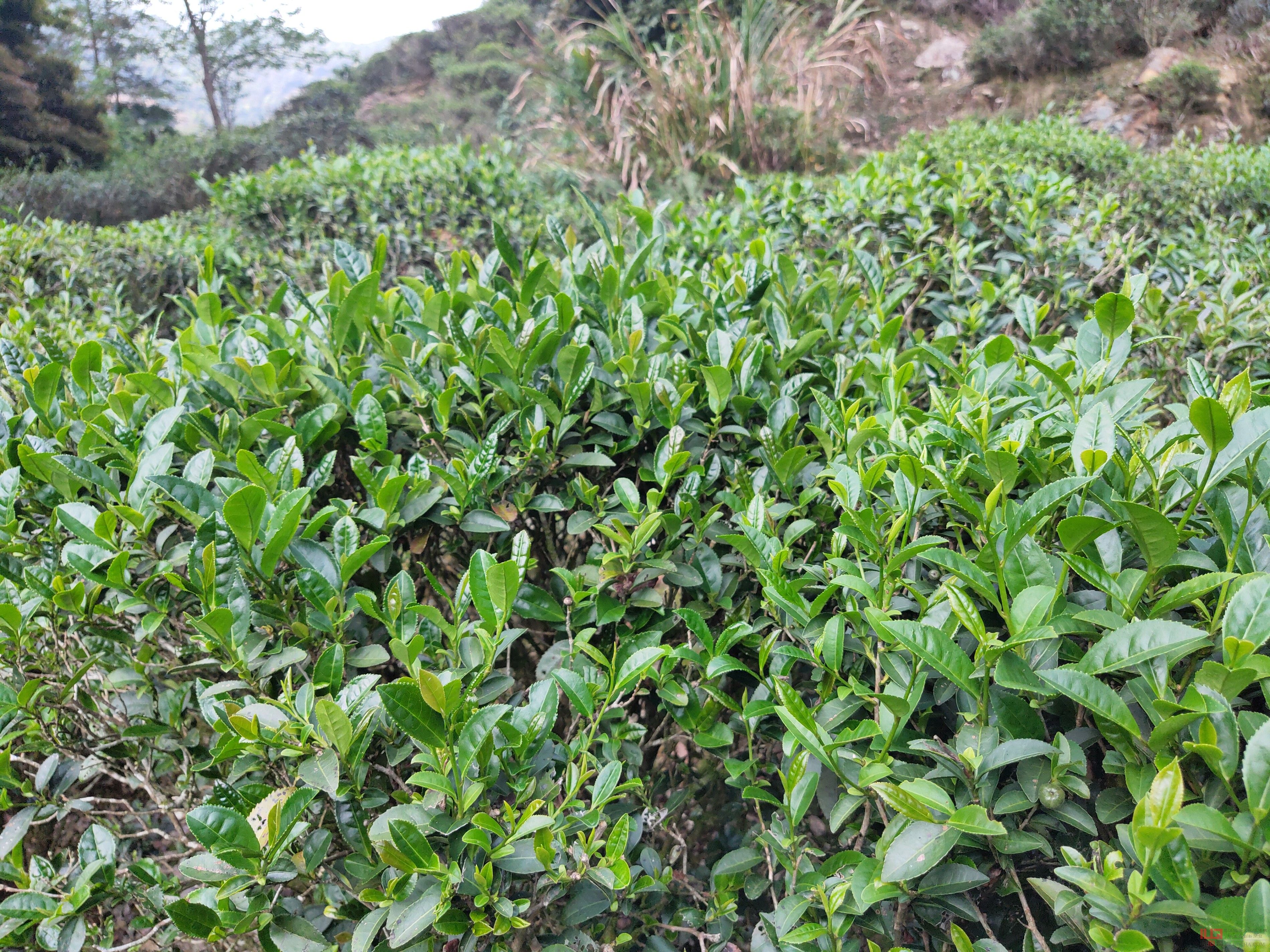 洋西坑百年生态古树茶园景观
