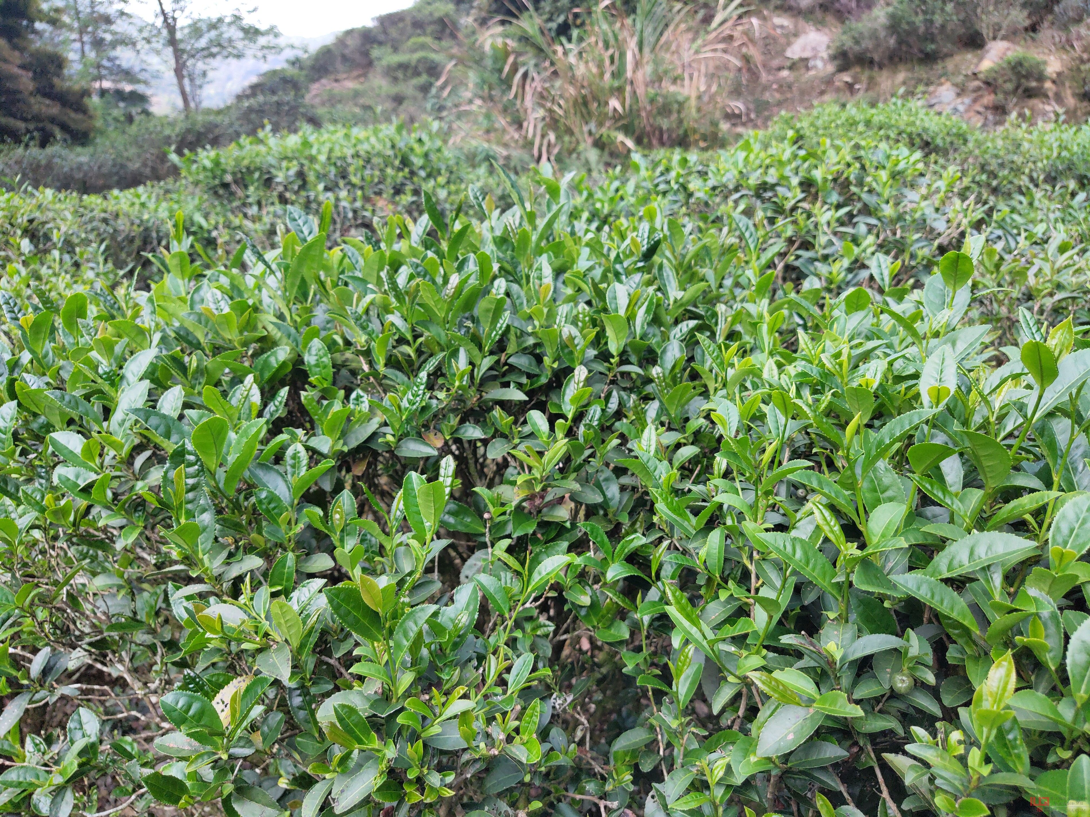 洋西坑百年生态古树茶园景观