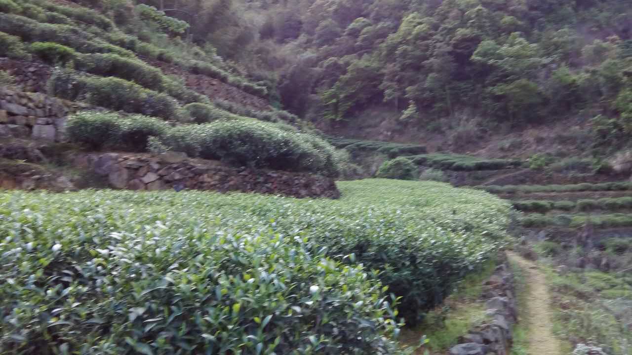 洋西坑高山绿茶坑尾老树茶园生态区景观