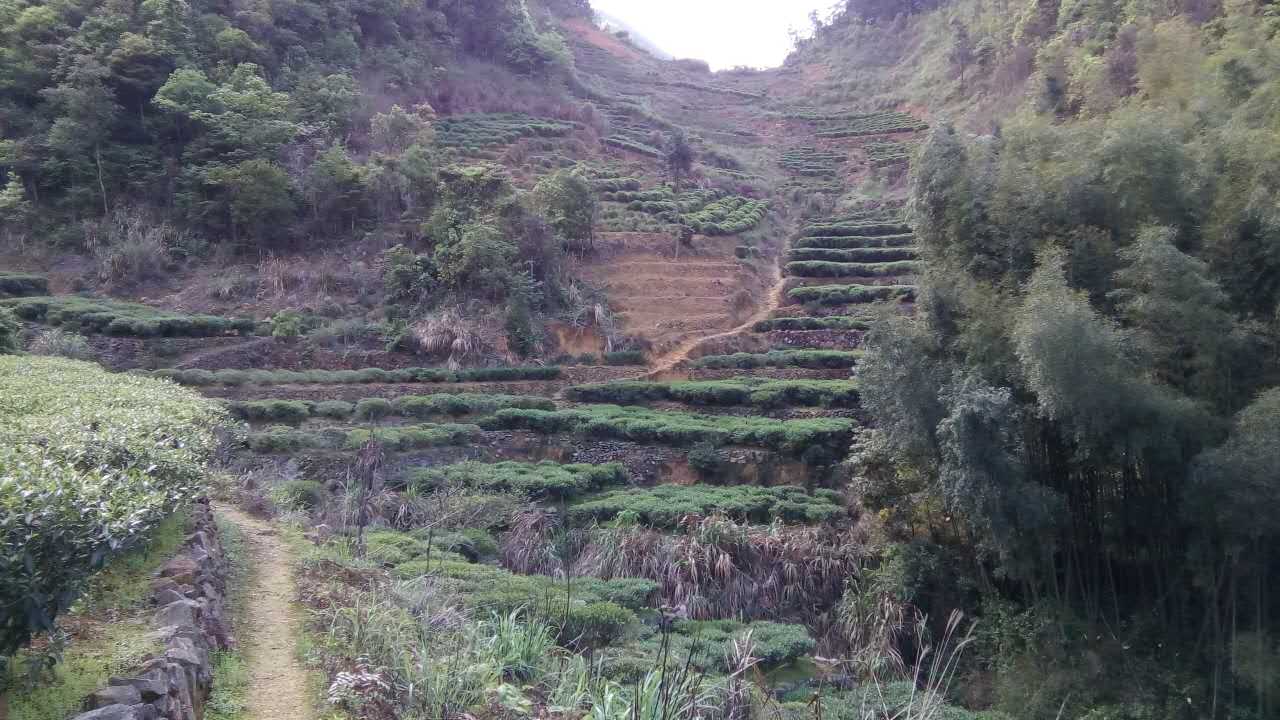 洋西坑高山绿茶坑尾老树茶园生态区景观