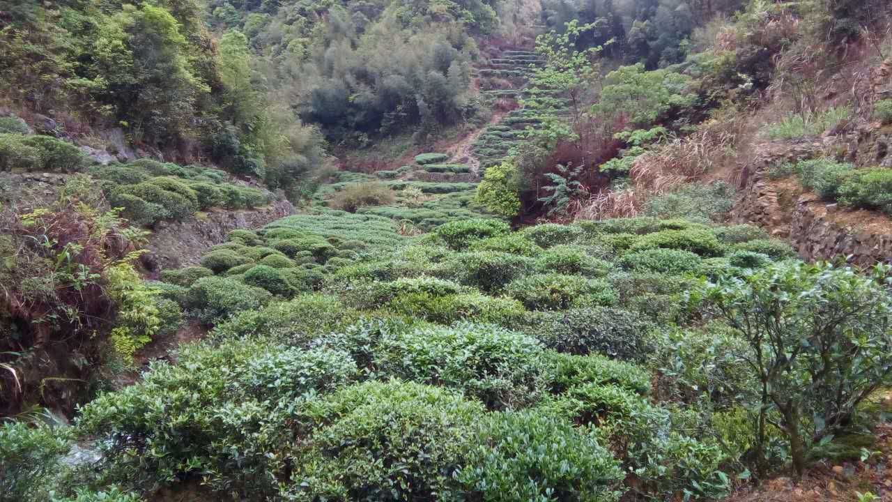 洋西坑高山绿茶坑尾老树茶园生态区景观