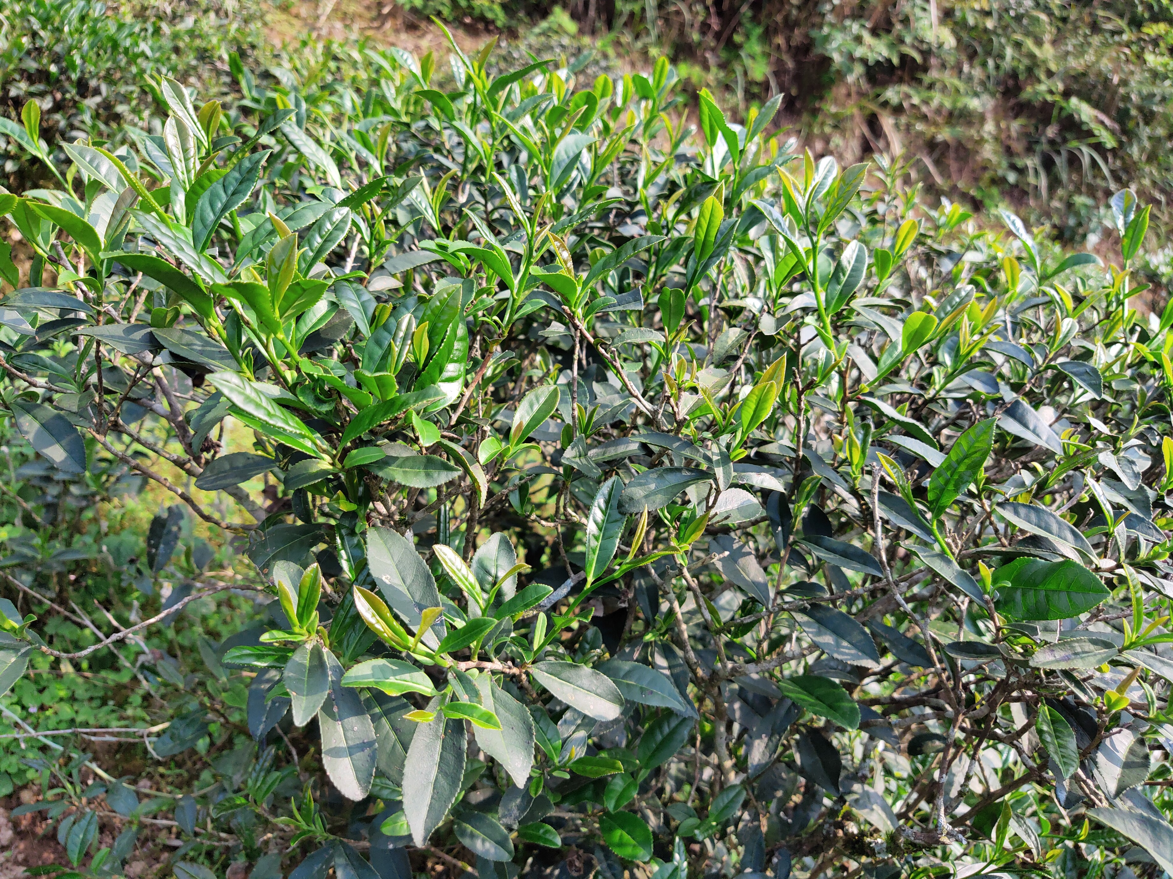 洋西坑百年古树茶园中的珍稀原生群体紫芽茶