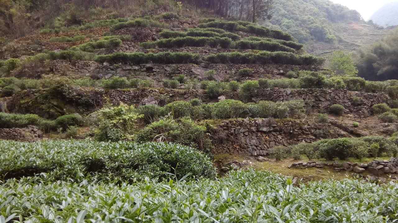 洋西坑高山绿茶坑尾老树茶园生态区景观