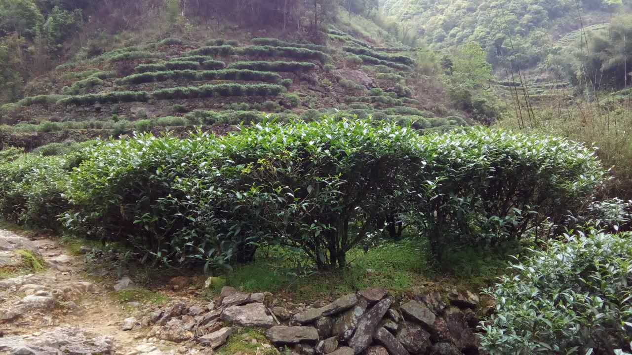 洋西坑高山绿茶坑尾老树茶园生态区景观