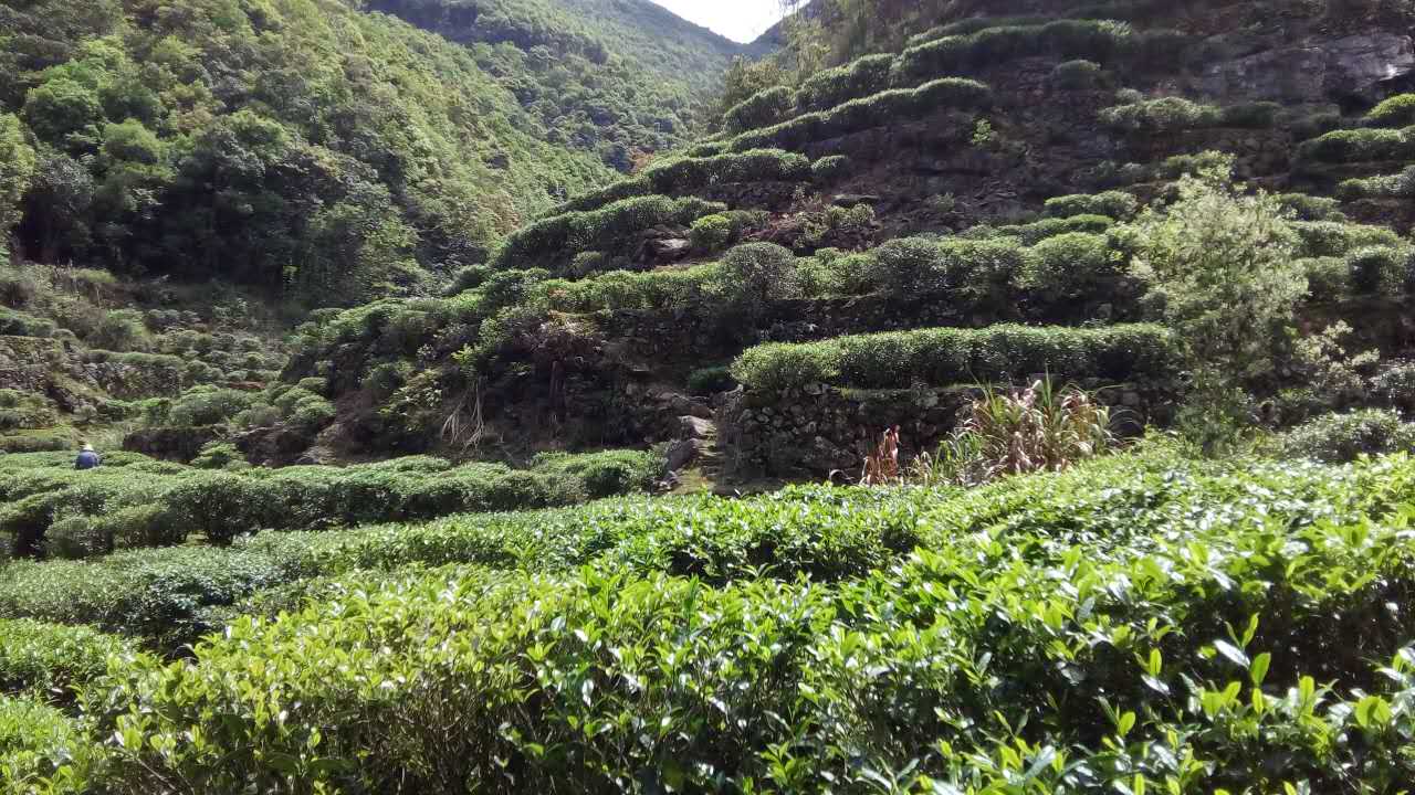 洋西坑高山绿茶坑尾老树茶园生态区景观