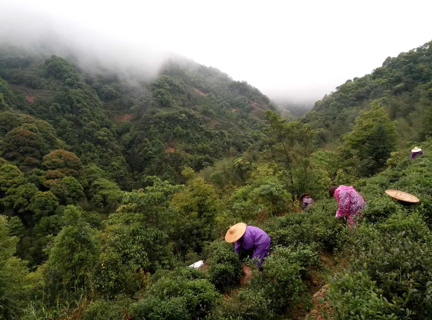 洋西坑高山小叶种茶园风景一览