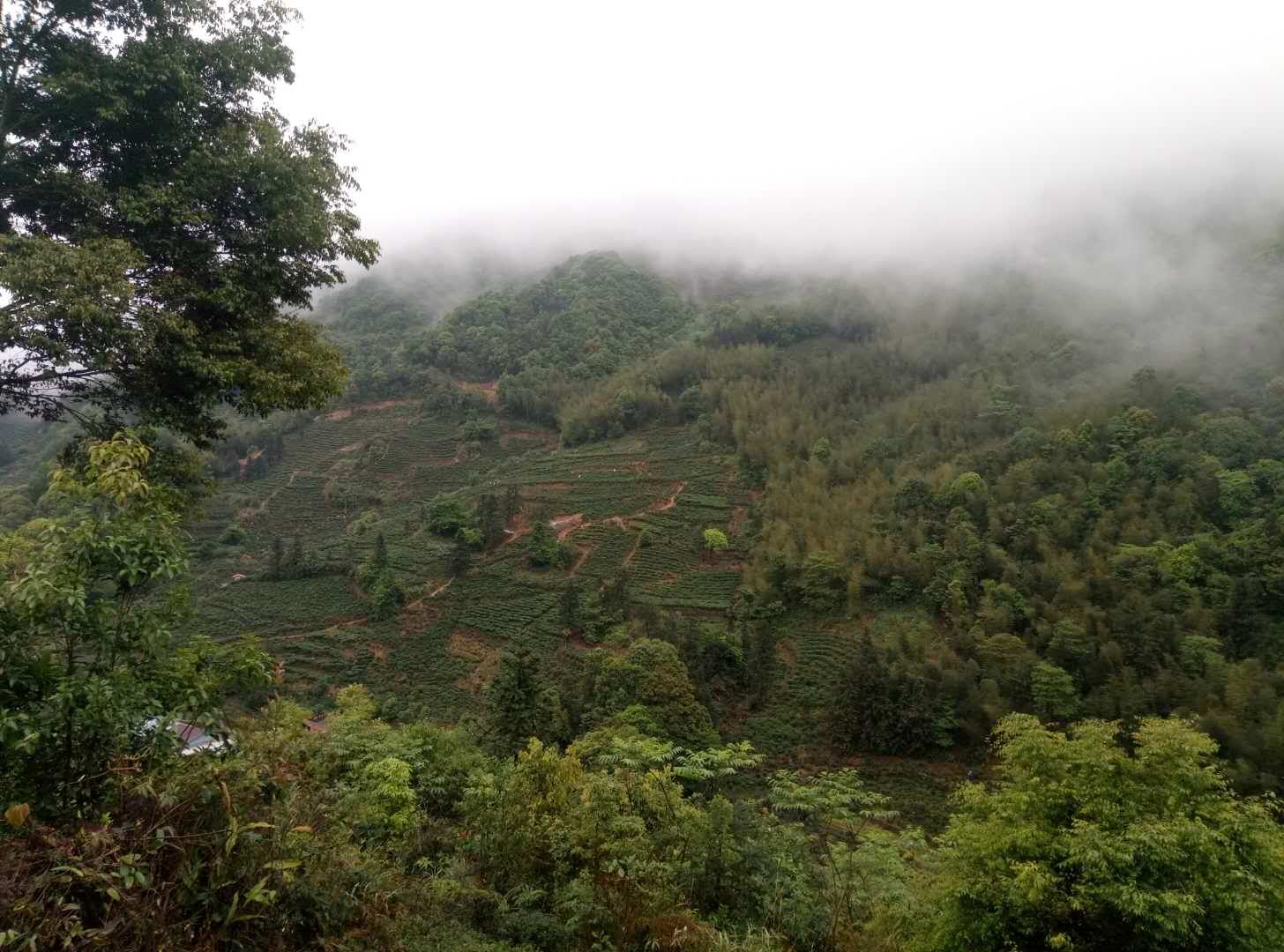 洋西坑高山小叶种茶园风景一览