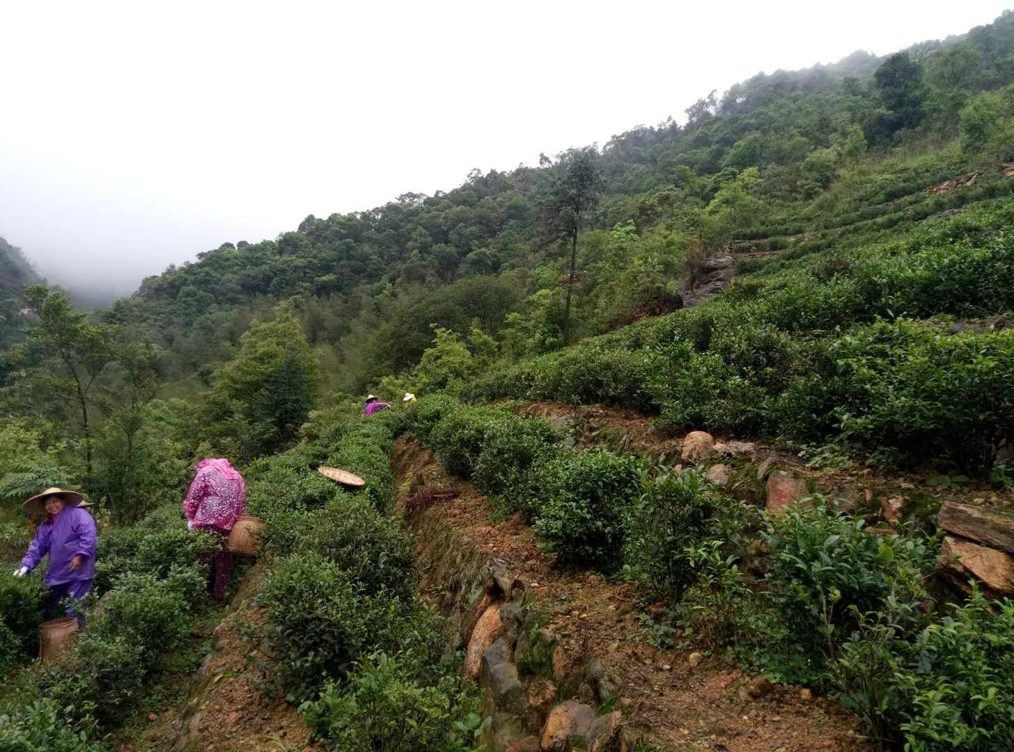 洋西坑高山小叶种茶园风景一览