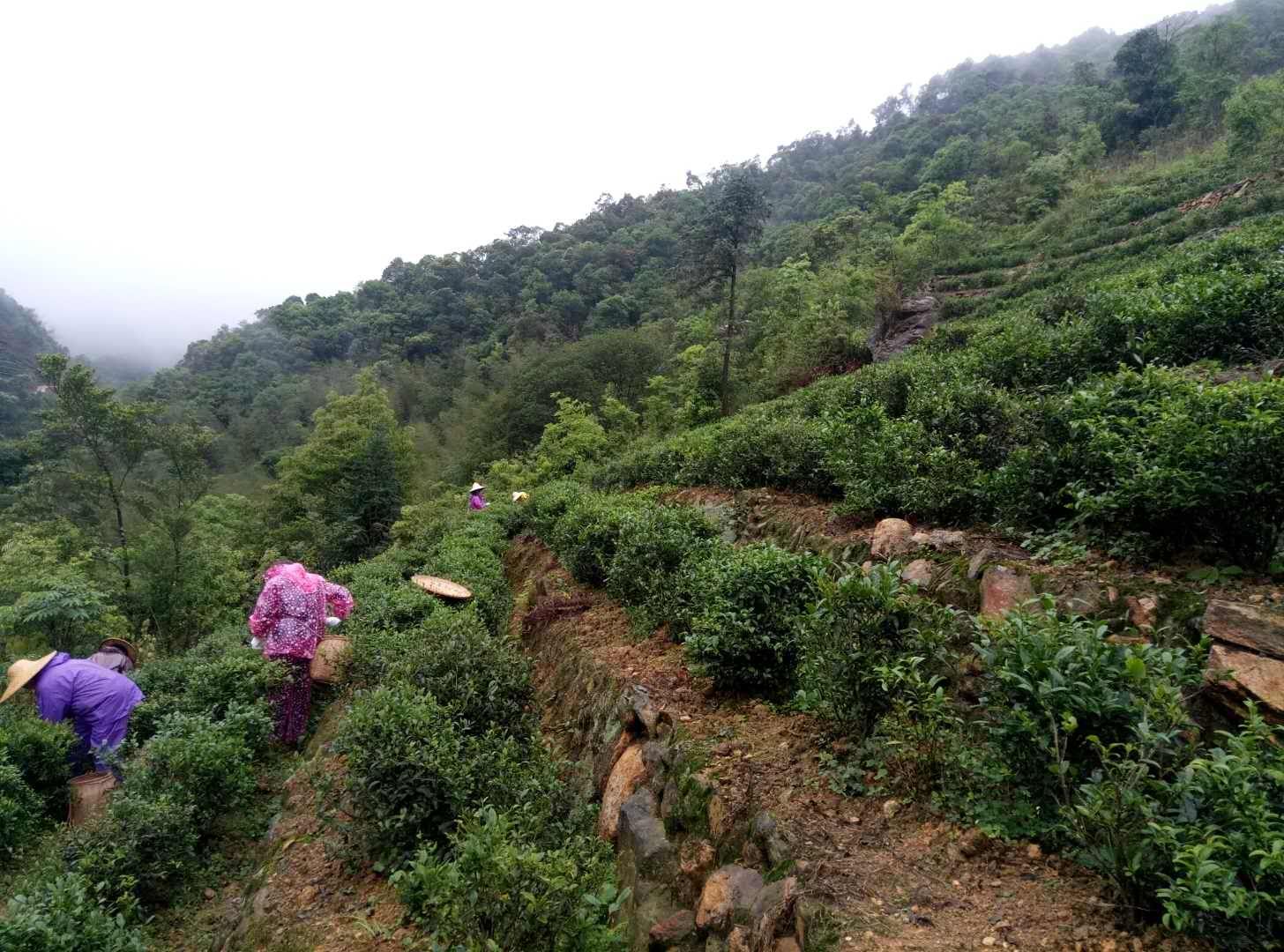 洋西坑高山小叶种茶园风景一览