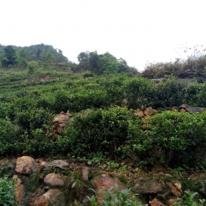 洋西坑高山小叶种茶园风景一览