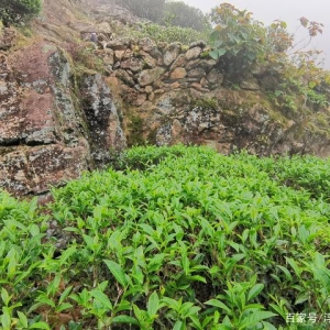 什么是客家绿茶？好的客家绿茶通常具有什么特点？