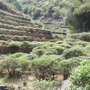 洋西坑高山绿茶坑尾老树茶园生态区景观