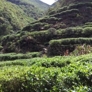 梅州丰顺县举办第二届高山茶文化节斗茶大赛